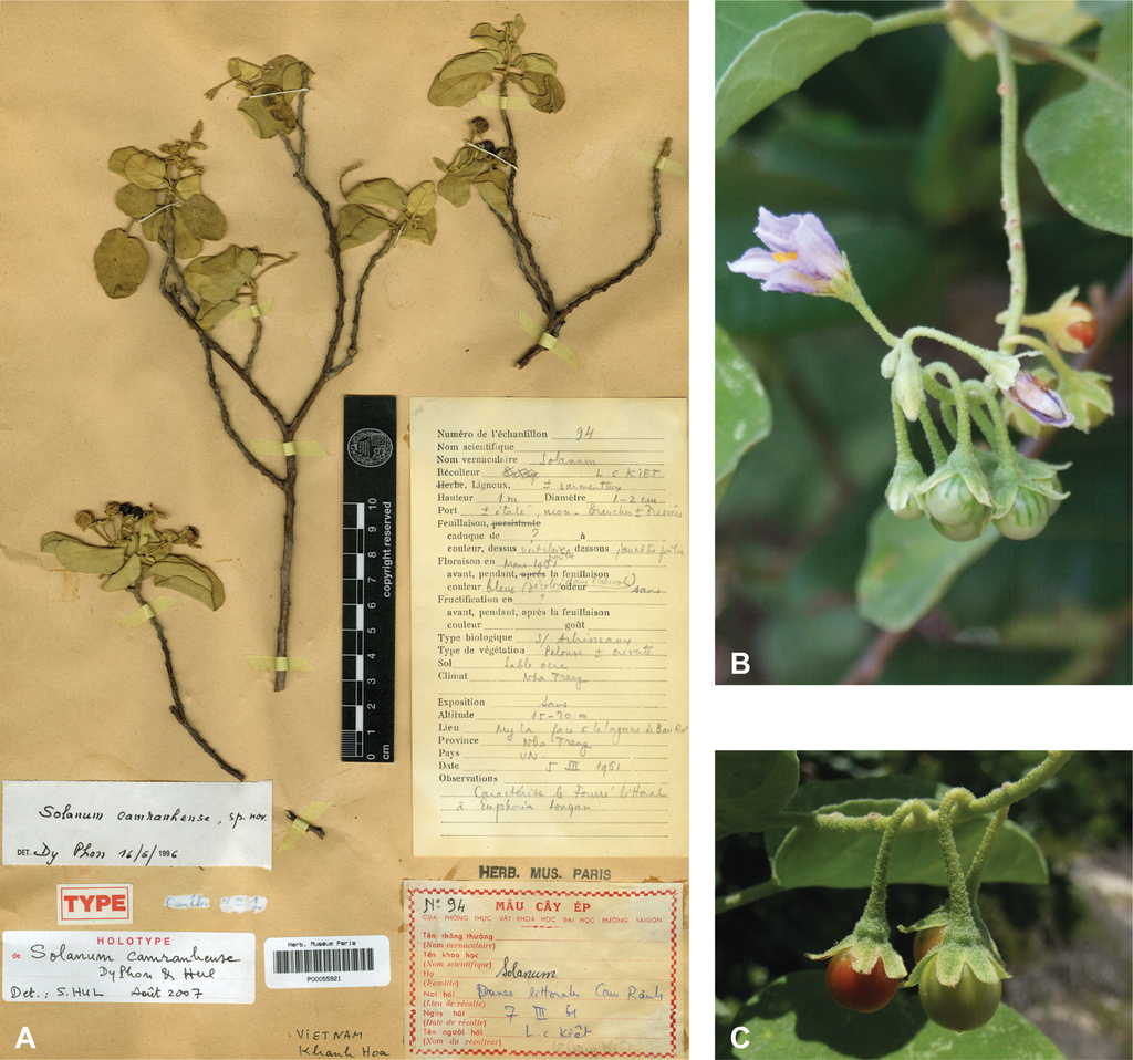 Cà gai leo và 6 công dụng đối với sức khỏe