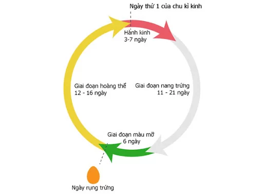 Giai đoạn của chu kỳ kinh nguyệt