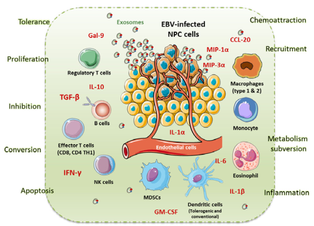 Ung thư vòm họng: Nguyên nhân, triệu chứng, cách điều trị và phòng ngừa