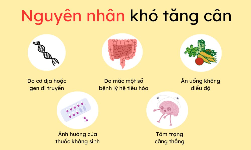 Cách tăng cân nhanh cho người gầy lâu năm an toàn, không ảnh hưởng sức khỏe