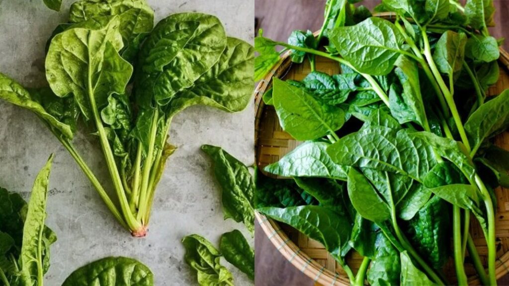 Phân biệt rau chân vịt và rau mồng tơi